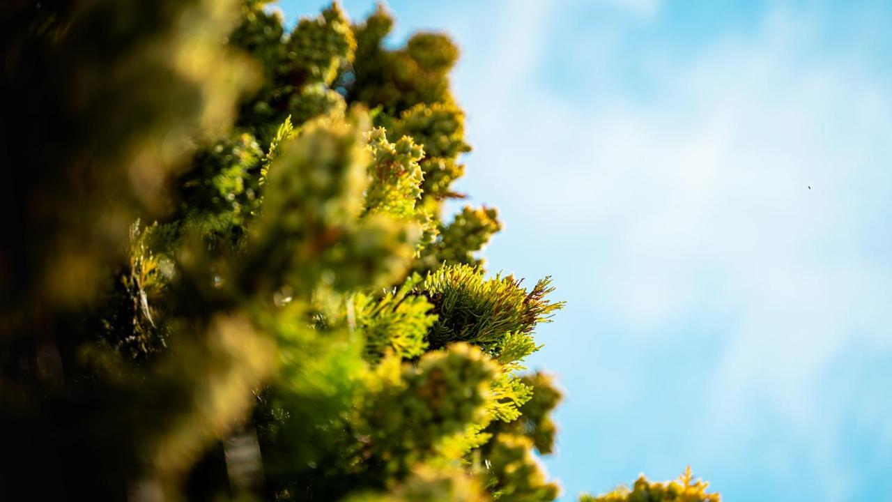 Sous Les Pins Gites Et Chambres D'Hotes La Londe-les-Maures Exteriér fotografie